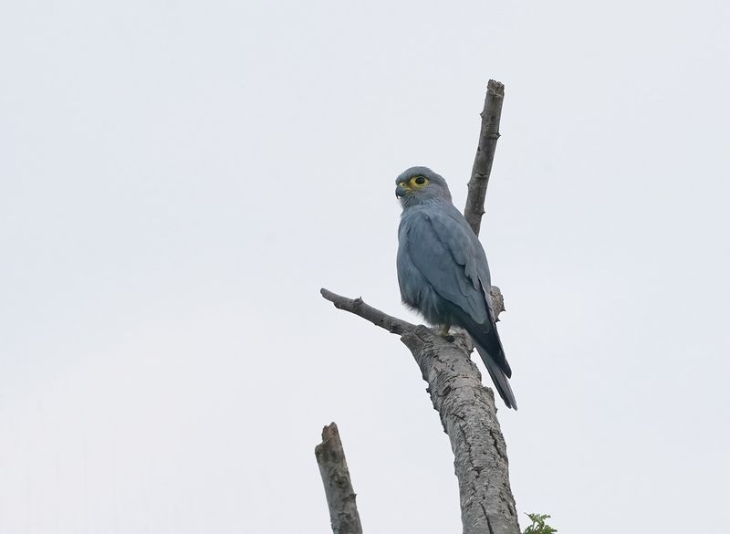 Grijze Torenvalk / Grey Kestrel