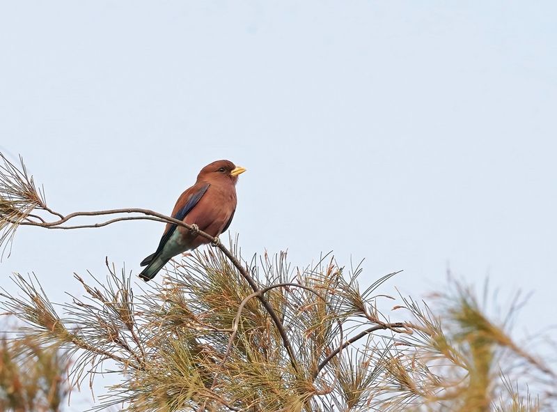 Breedbekscharrelaar / Broad-billed Roller