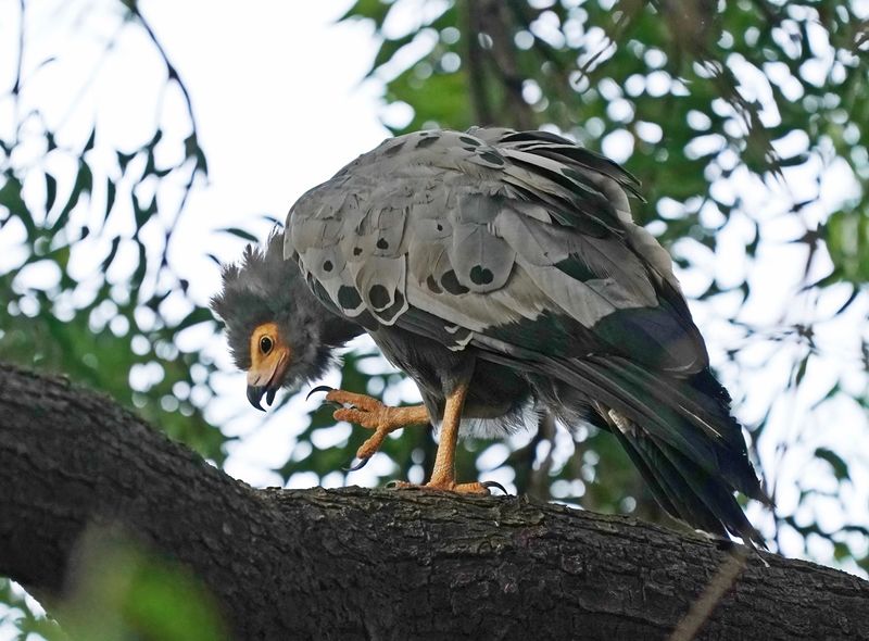 Kaalkopkiekendief / African Harrier Hawk