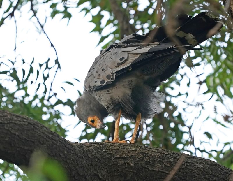 Kaalkopkiekendief / African Harrier Hawk