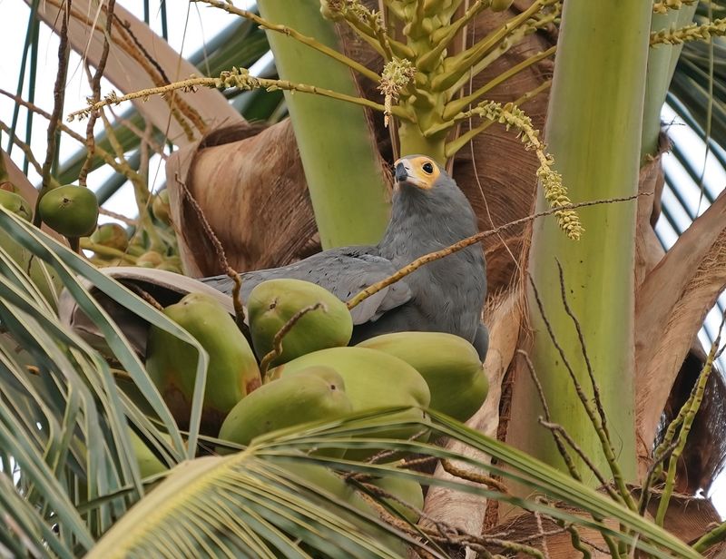 Kaalkopkiekendief / African Harrier Hawk