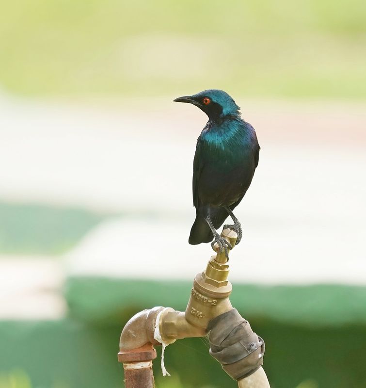 Bronsstaartglansspreeuw / Bronze-tailed Glossy Starling