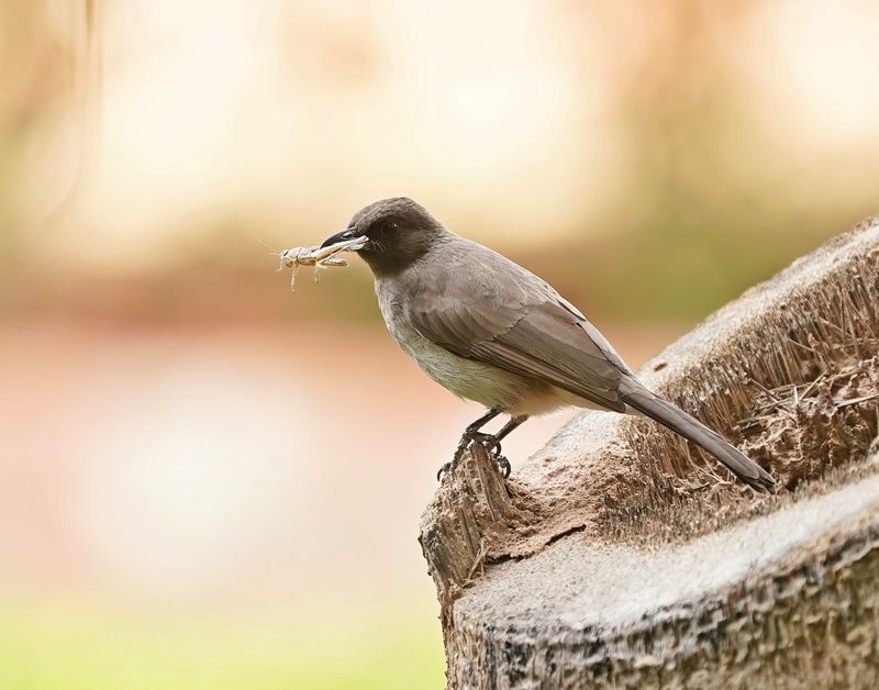 Grauwe Buulbuul / Common Bulbul