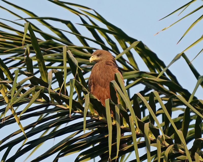 Geelsnavelwouw / Yellow-billed Kite