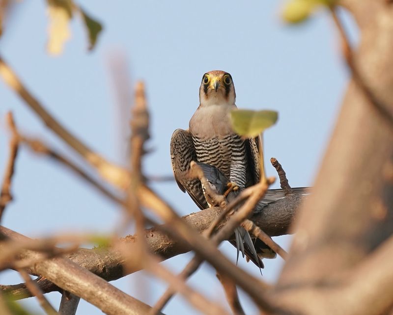 Roodkopsmelleken / Red-necked Falcon