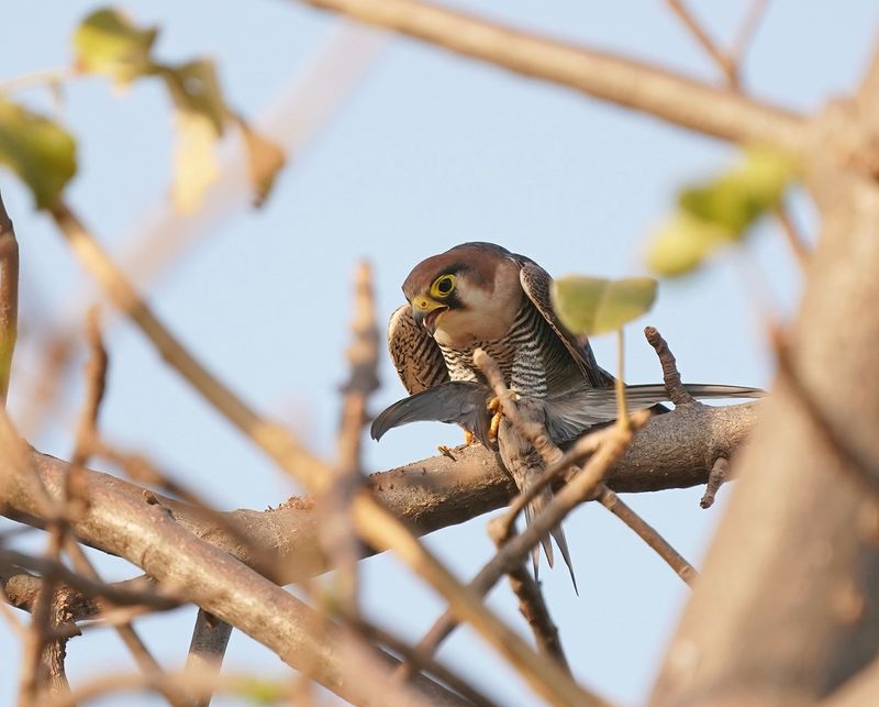 Roodkopsmelleken / Red-necked Falcon