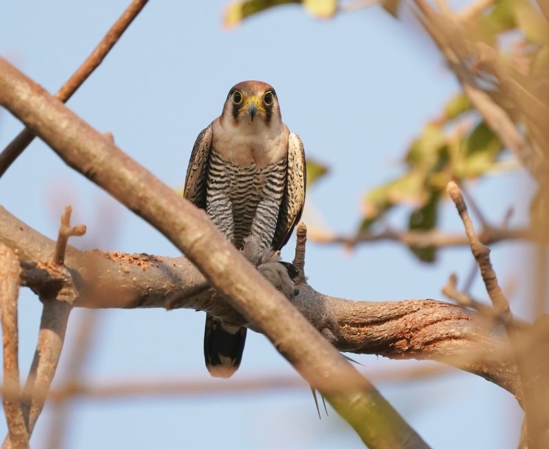Roodkopsmelleken / Red-necked Falcon