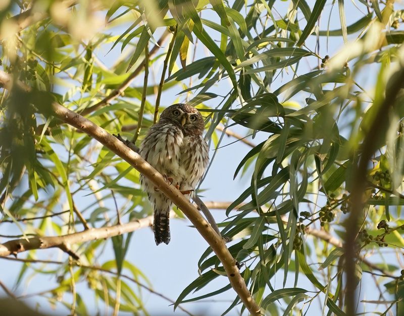 Geparelde Dwerguil / Pearl-spotted Owlet