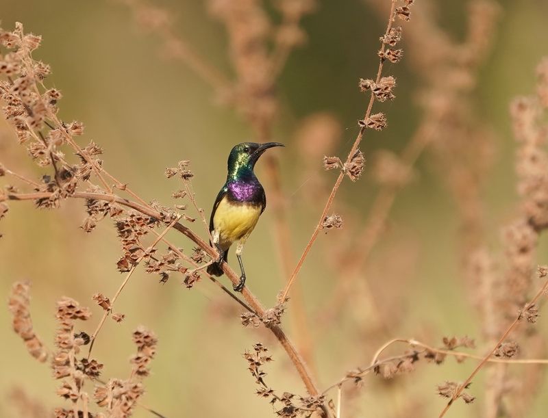 Ornaathoningzuiger / Variable Sunbird