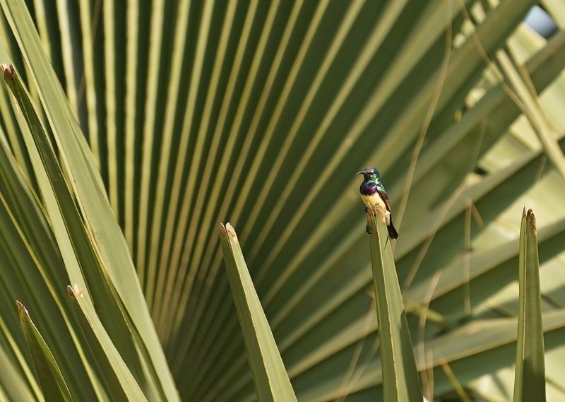 Ornaathoningzuiger / Variable Sunbird