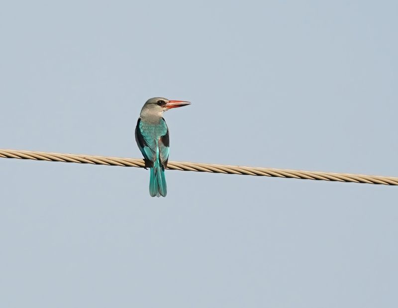 Senegal IJsvogel / Woodland Kingfisher