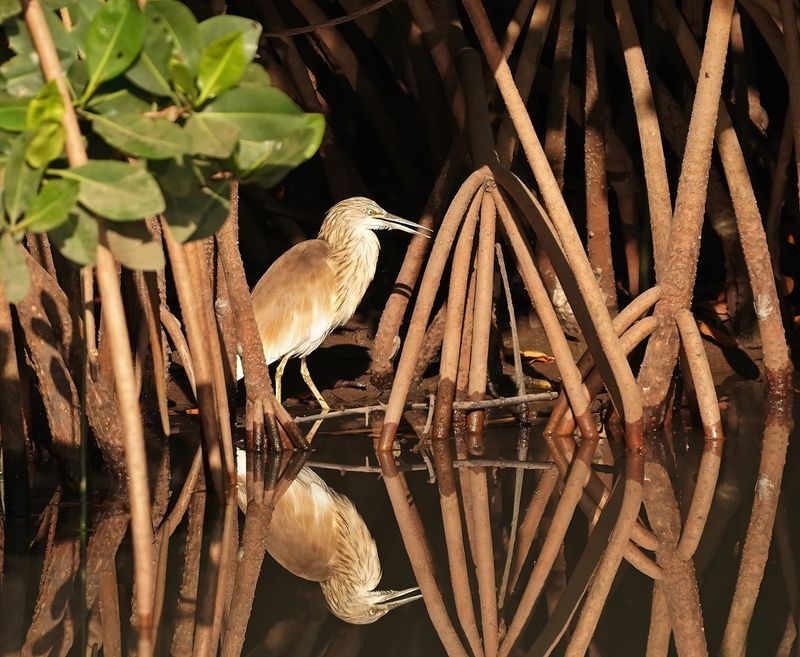 Ralreiger / Squacco Heron