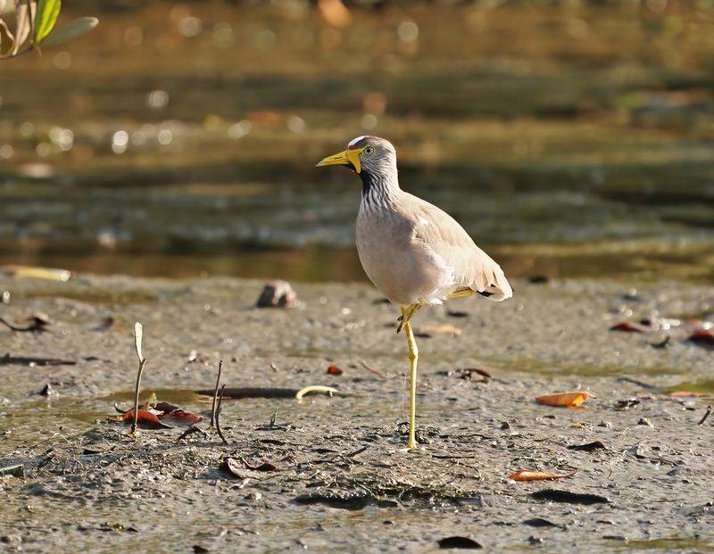 Lelkievit / African Wattled Lapwing