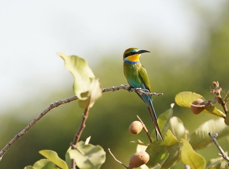 Zwaluwstaartbijeneter / Swallow-tailed Bee-eater