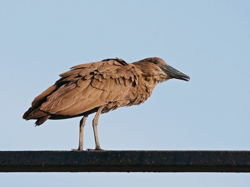 Hamerkop / Hamerkop