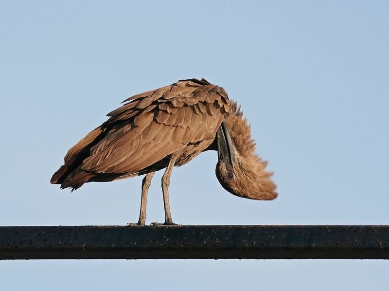 Hamerkop / Hamerkop