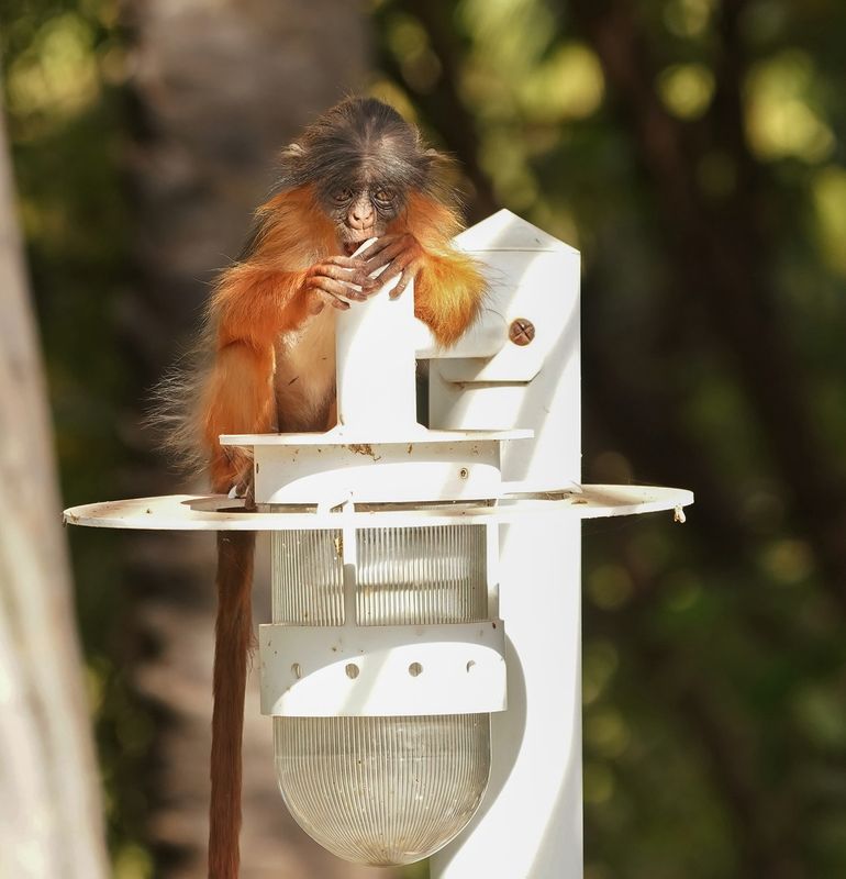 West-Afrikaanse Rode Franjeaap / Western Red Colobus