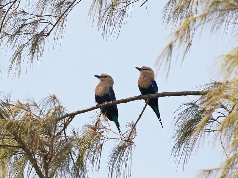 Blauwbuikscharrelaar / Blue-bellied Roller
