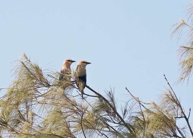 Blauwbuikscharrelaar / Blue-bellied Roller