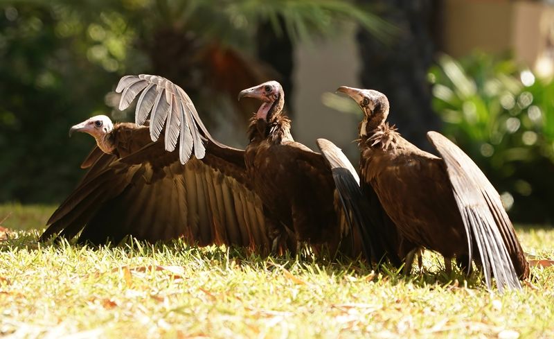 Kapgier / Hooded Vulture