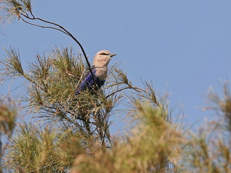Blauwbuikscharrelaar / Blue-bellied Roller