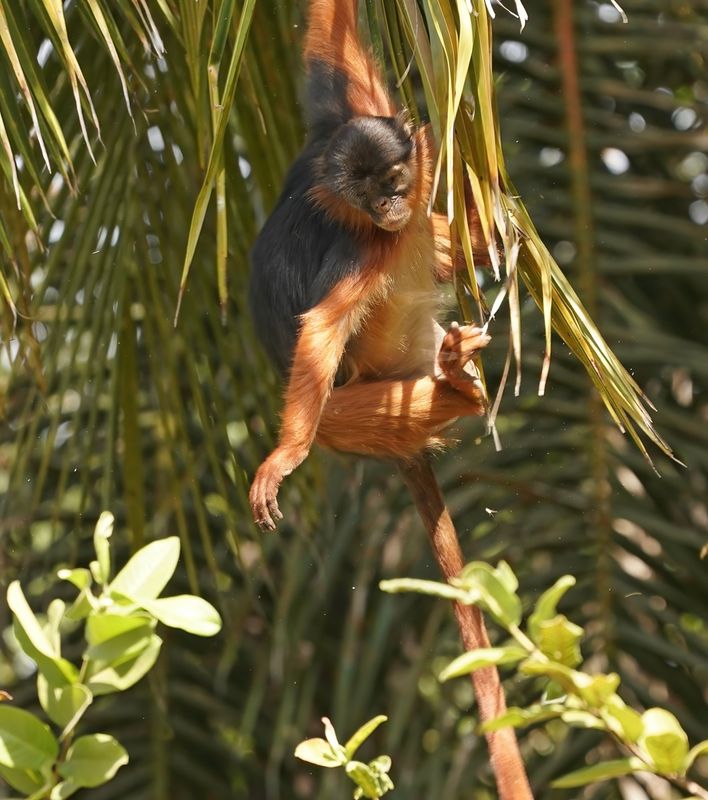 West-Afrikaanse Rode Franjeaap / Western Red Colobus