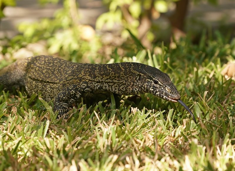 Nijlvaraan / Nile Monitor