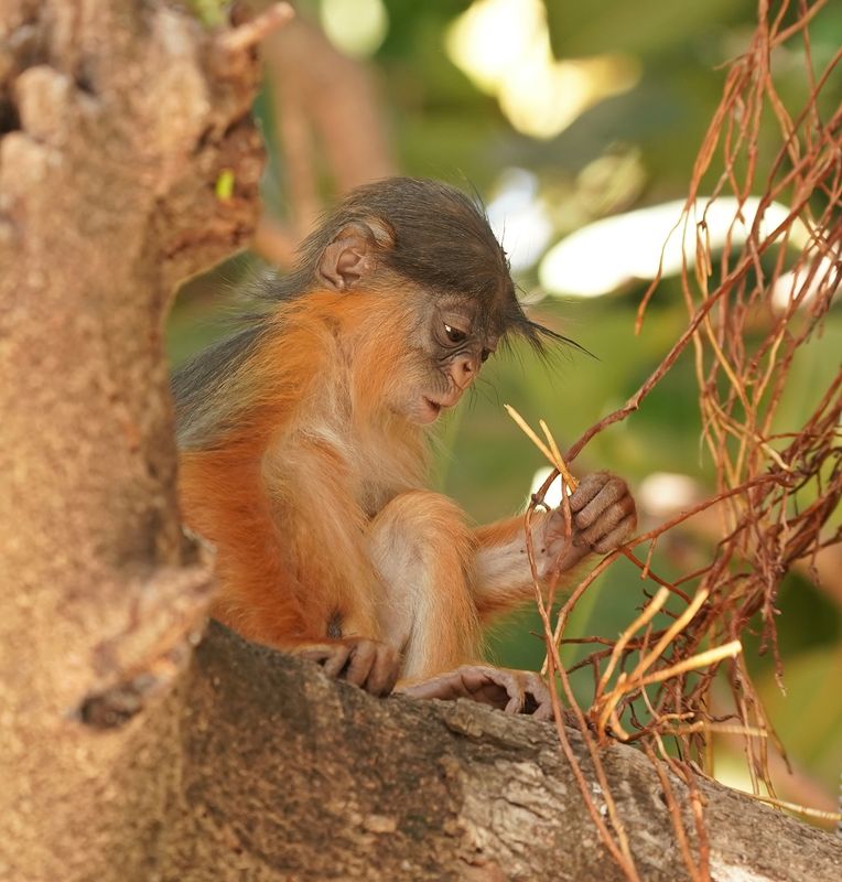 West-Afrikaanse Rode Franjeaap / Western Red Colobus