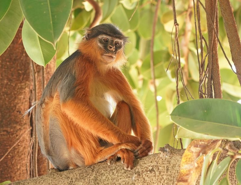 West-Afrikaanse Rode Franjeaap / Western Red Colobus