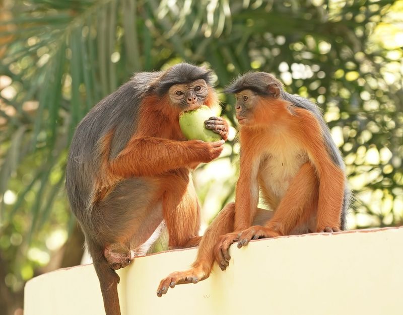 West-Afrikaanse Rode Franjeaap / Western Red Colobus