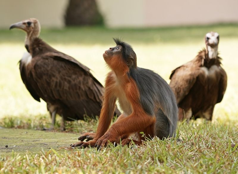 West-Afrikaanse Rode Franjeaap / Western Red Colobus
