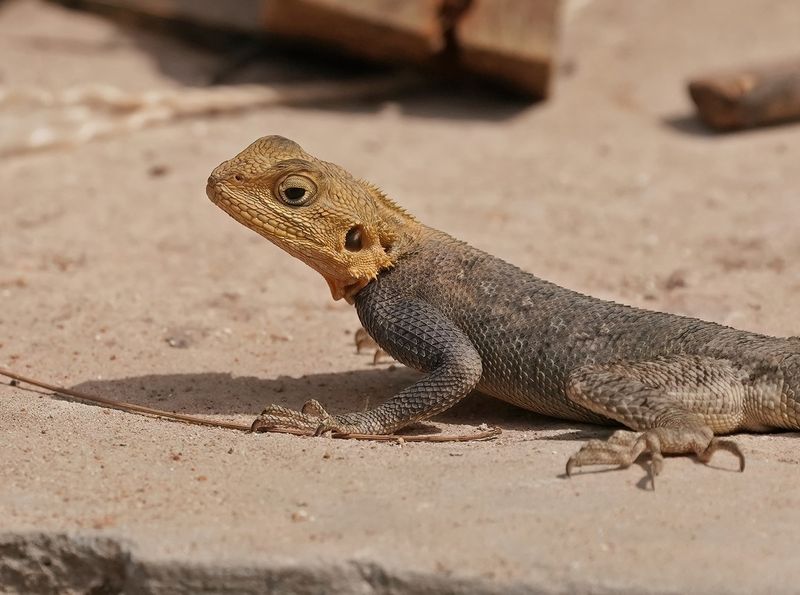 Kolonistenagame / Common Agame