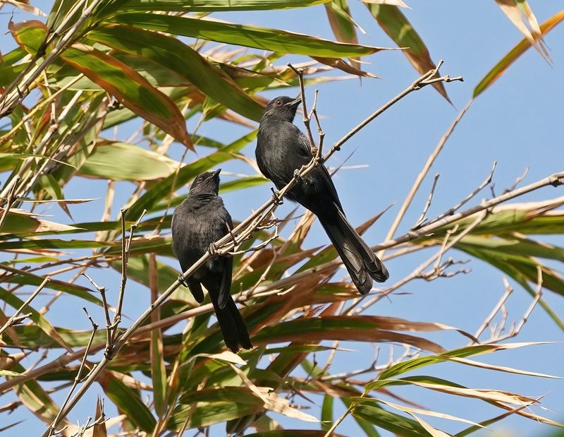 Senegalese Drongovliegenvanger / Northern Black-Flycatcher