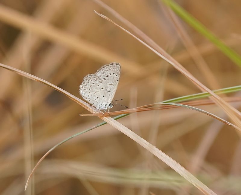 Amethistblauwtje / African Grass Blue