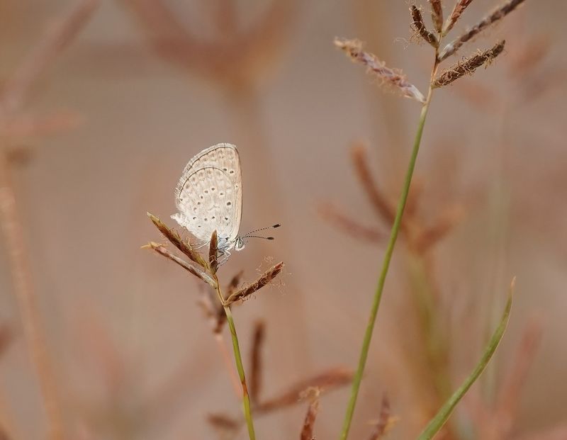 Amethistblauwtje / African Grass Blue