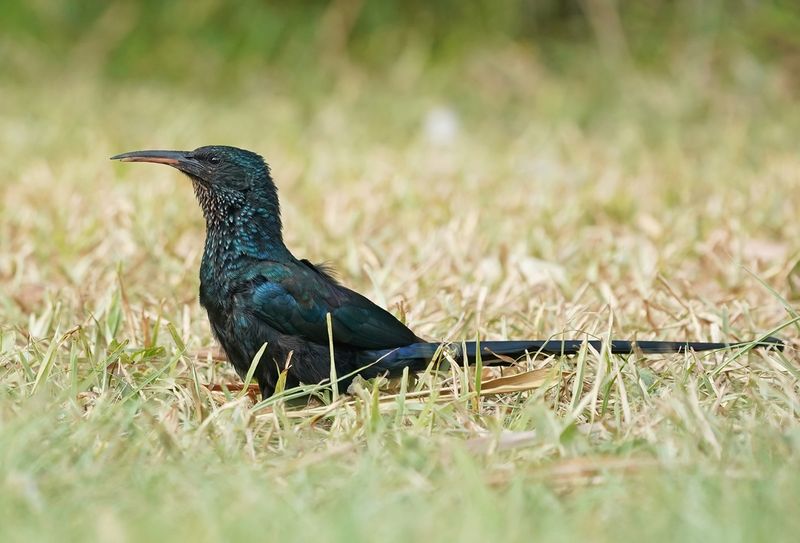 Groene Kakelaar / Green Wood-hoopoe