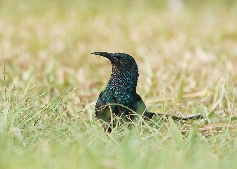 Groene Kakelaar / Green Wood-hoopoe