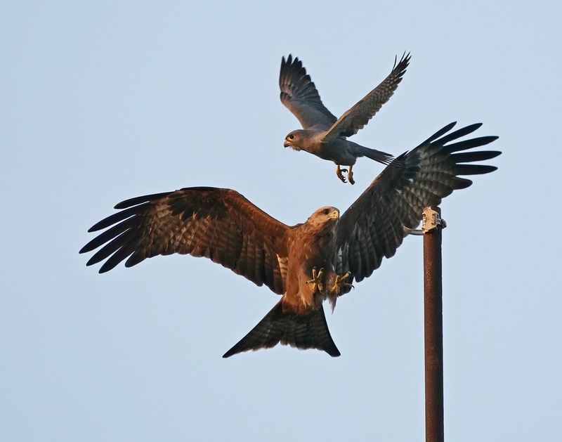 Grijze Torenvalk & Geelsnavelwouw  / Grey Kestrel & Yellow-billed Kite