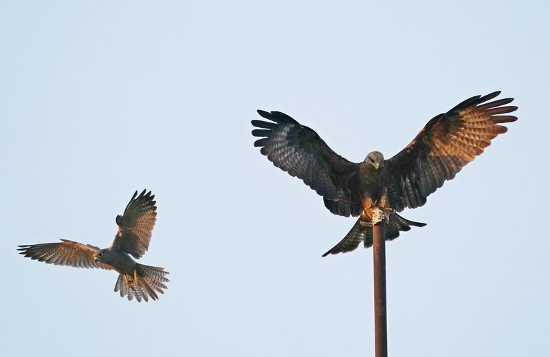 Grijze Torenvalk & Geelsnavelwouw  / Grey Kestrel & Yellow-billed Kite