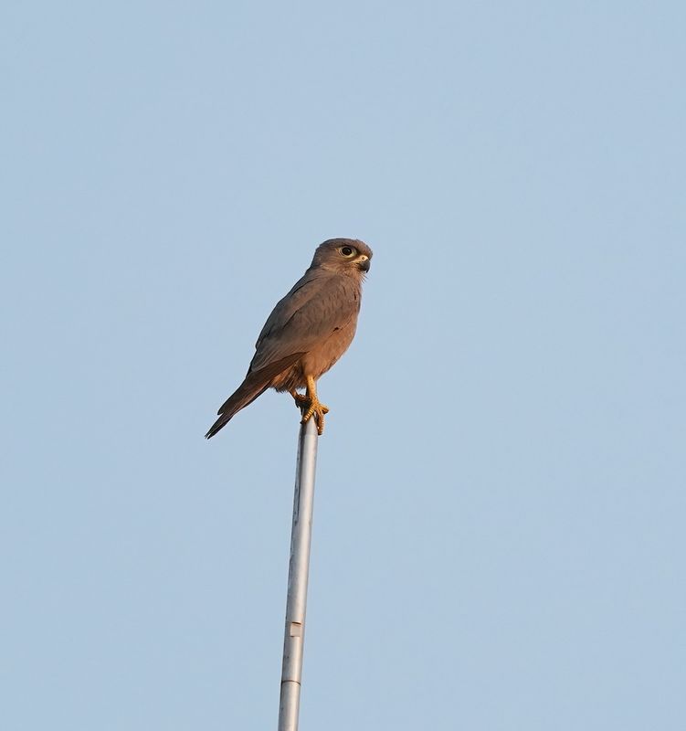 Grijze Torenvalk / Grey Kestrel