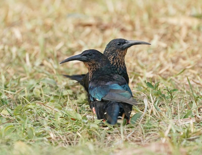 Groene Kakelaar / Green Wood-hoopoe