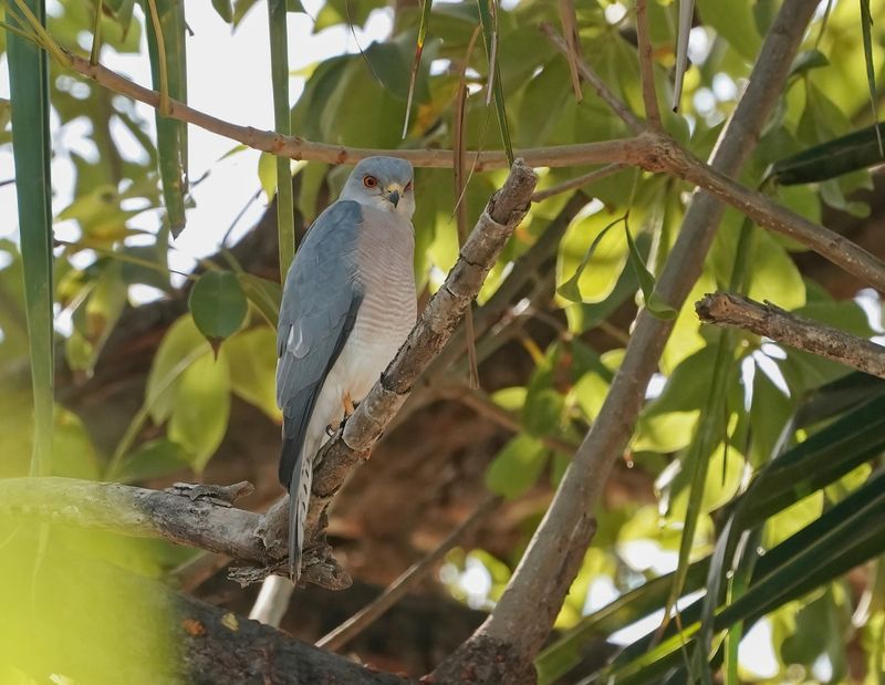 Shikra / Shikra