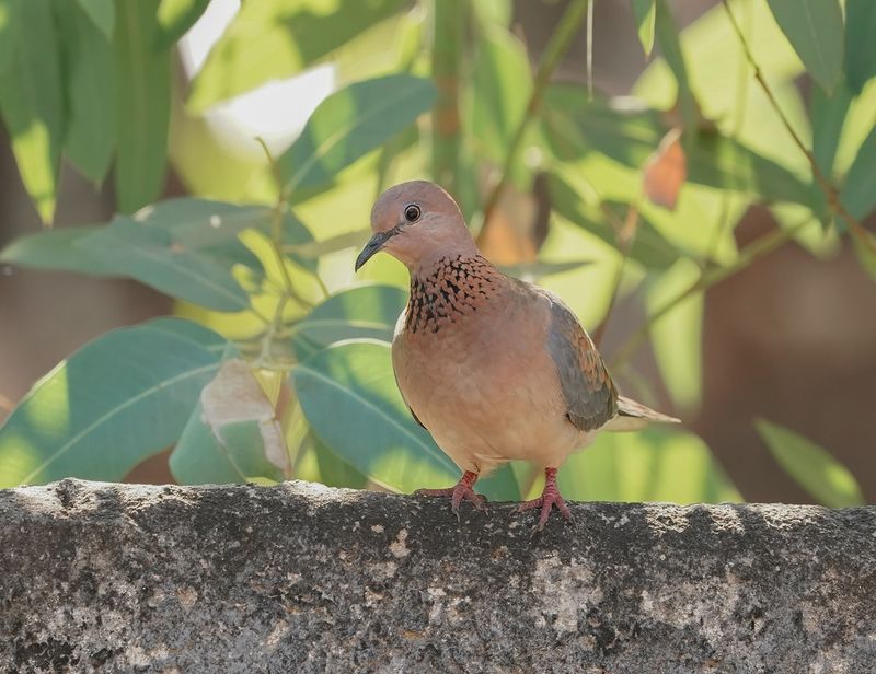 Palmtortel / Laughing Dove