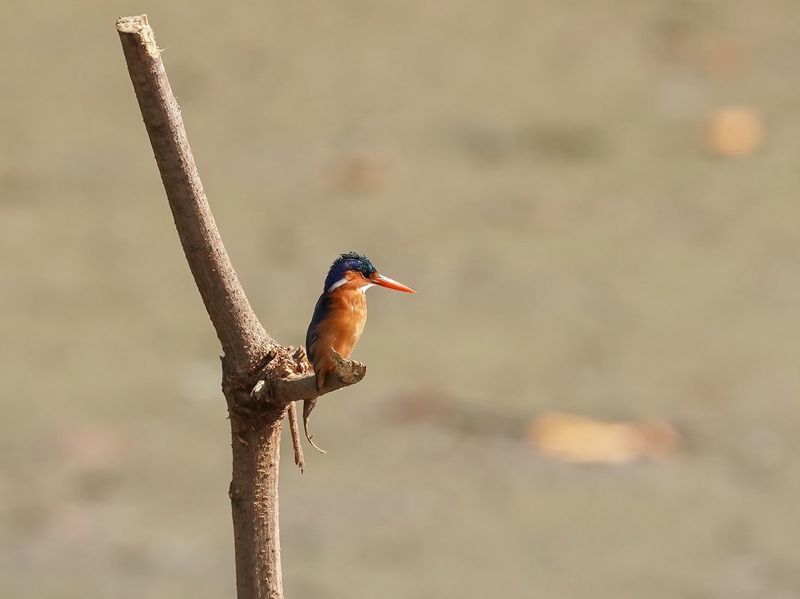 Malachietijsvogel / Malachite Kingfisher