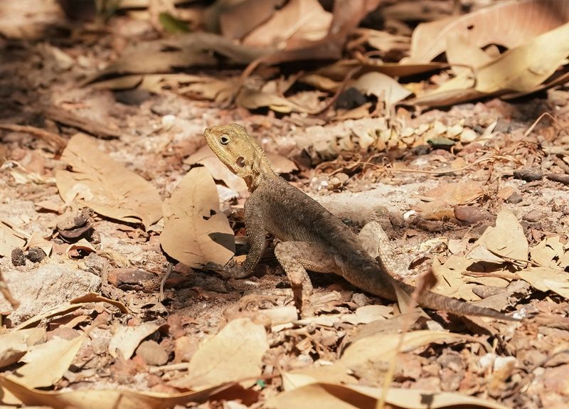 Kolonistenagame / Common Agame