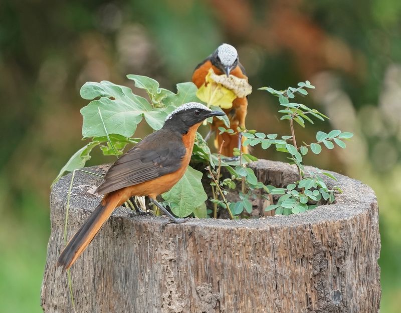 Schubkaplawaaimaker / White-crowned Robin Chat