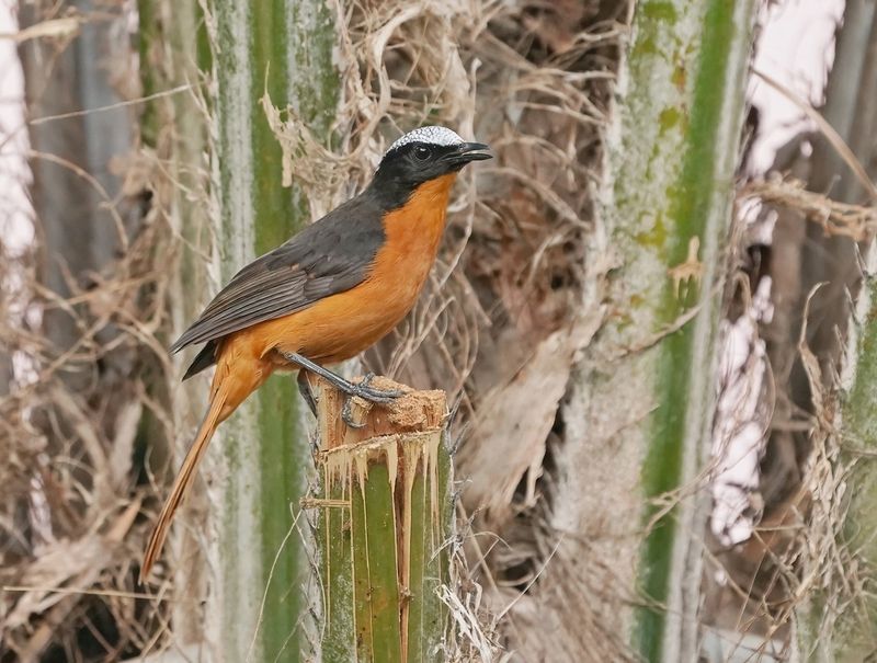 Schubkaplawaaimaker / White-crowned Robin Chat