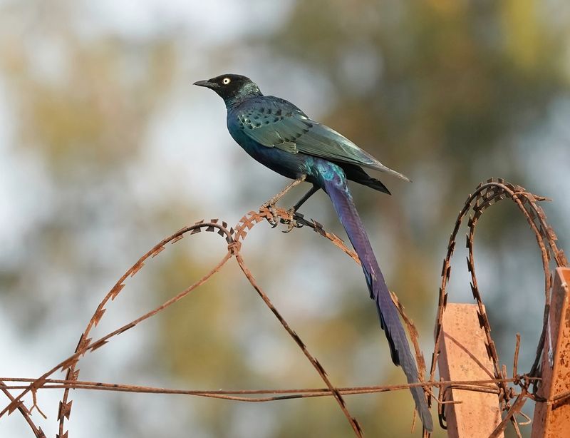 Groene Langstaartglansspreeuw / Long-tailed Glossy Starling