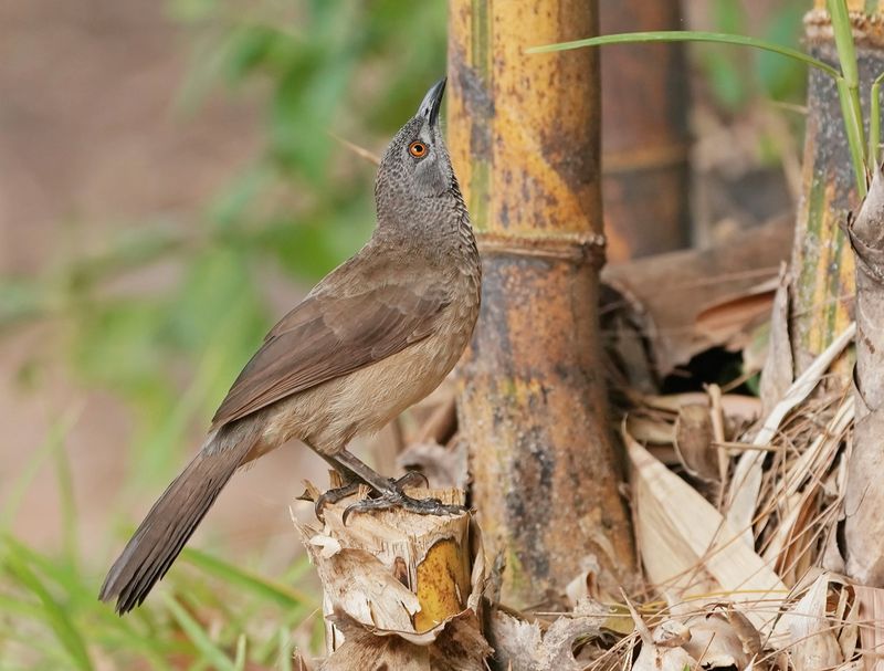 Sahelbabbelaar / Brown Babbler