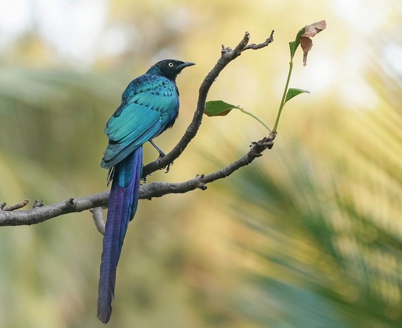 Groene Langstaartglansspreeuw / Long-tailed Glossy Starling